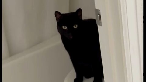 Adopting a Cat from a Shelter Vlog - Cute Precious Piper Guards the Bathroom #shorts