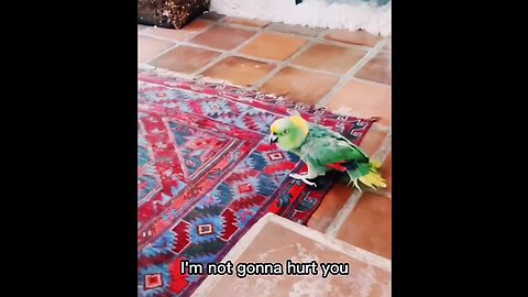 Crazy bird telling women I'm not gonna Hurt you