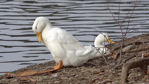 CatTV: white ducks cleaning on shore