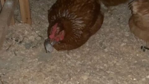 Chicken has midnight snack