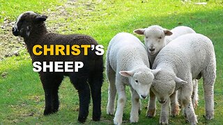 Israel's Black Sheep | part 2 | Christ's Flock / Wolves of Rome / Goats of Edom | Torah Menorah