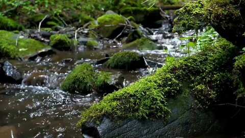 Mossy Creek - Nature Sounds for Relaxing Meditation Sleep 1HR