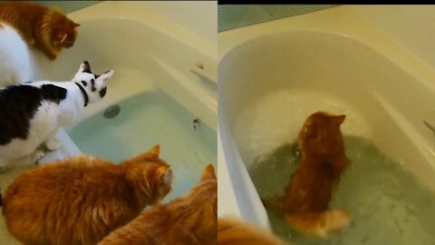 Cats sees the fish in the bathtub and tries to eat it