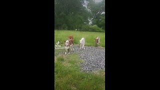 Happy baby calves.