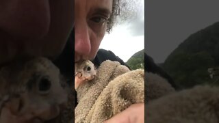 Baby guinea fowl rescued from drowning