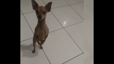 dog dancing