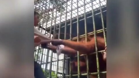 Man Grabbed by Orangutan at Indonesian Zoo