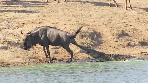 Brave Hippo Came To Rescue Wildebeast From Crocodile Attack But Sadly One of The Back Legs Is Broken