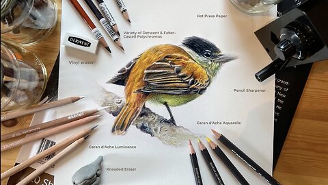 How to Draw A Realistic Bird in Watercolor & Wax Pencil