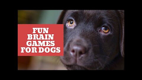 10 DIY Fun Brain Games For Doggos🐶 at Home | Doggo Training