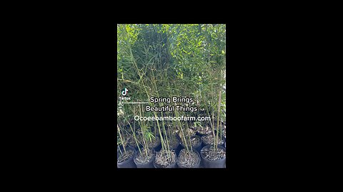 Spring Brings Beautiful Things - Ocoee Bamboo Farm 407-777-4807