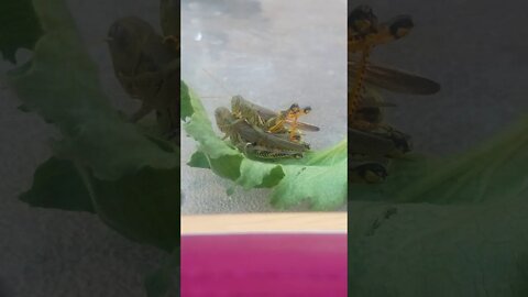 grasshoppers intercourse sex