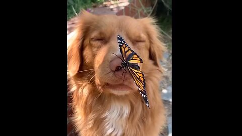 The Butterfly playing with him❤️