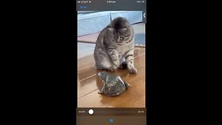 Cat and a Frog 😁