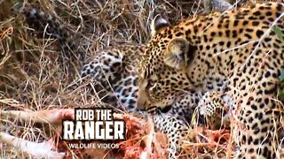 Leopard Family Feed | Archive Footage