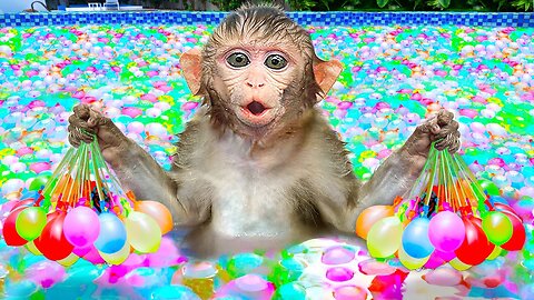 KiKi Monkey swims at the swimming pool full of Water Balloon with duckling | KID ANIMAL