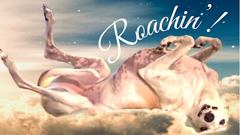 Why Do Greyhound Dogs Roach? [greyhound adoption guides]