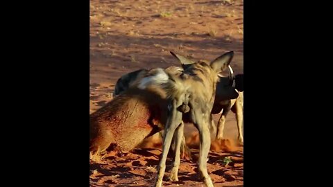 THE END IS NEAR: BOAR OF THE FOREST AND AFRICAN WILD DOGS...#SHORTS