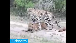 What Happens When Male Jaguar Mate with Female Lion