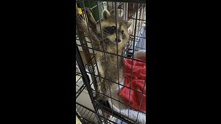 🦝Raccoon Rescue🦝Part 2