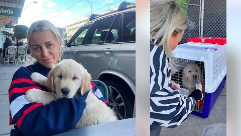 Golden retriever puppy meets his new owner in viral video after taking a solo flight to reach her