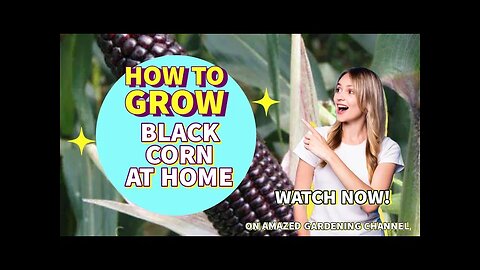 how to grow Black Corn at home I Grow black corn at home I Balcony Gardening I #blackcorn I #AG