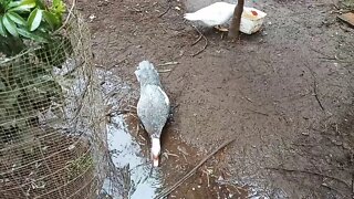 A couple of Muscovy girls 18/06/2020