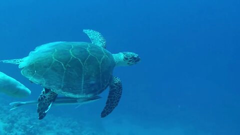 Huge Turtle in Sharm EL Shiekh
