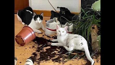 😺 Who made a mess?! 🐈 Videos of funny cats and kittens for a good mood! 😻