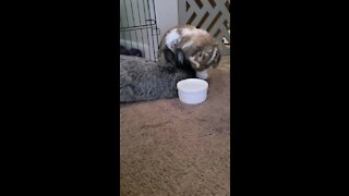 Bunny drinks water as his friend patiently waits to be groomed