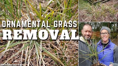 🌿 Ornamental Grass Removal | Garden Redesign - SGD 333 🌿