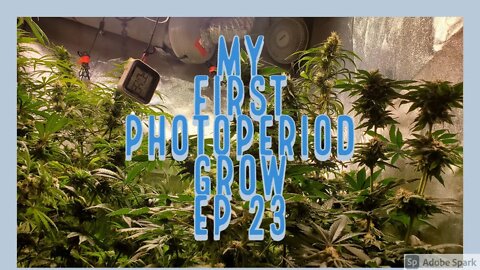 My First PhotoPeriod Grow EP23