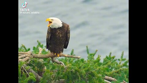 Bald Eagles Pair