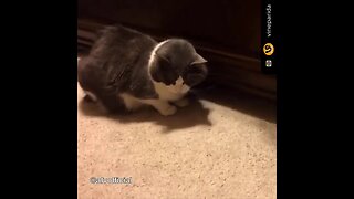 New Funny Animals 😂 Funniest Cats and Dogs Videos 😺🐶 Part 23