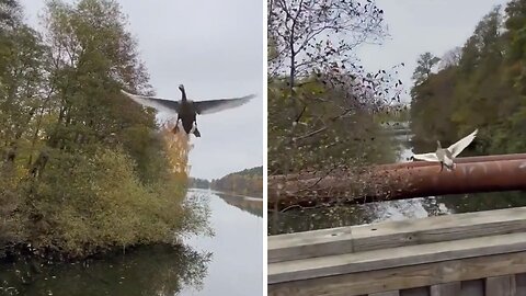 Flying swan hits unexpectedly into a pole in mid-air