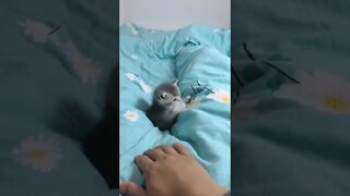 FUNNY CUTE PUPPY - Tiktok Compiled #Shorts