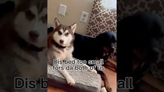 Husky puppy MAKES Rottweiler get off bed!!! #husky #siberianhusky #rottweiler #puppy