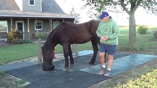 Explaining The Morning Feeding Of Horses - Why Routine Helps Horses Predict The Right Answer