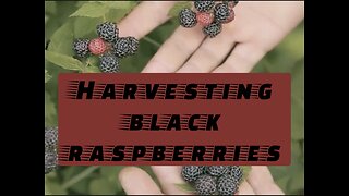 Harvesting black raspberries!