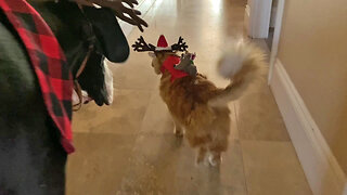 Reindeer Cat Takes Squirrel Santa For A Stroll With Great Dane