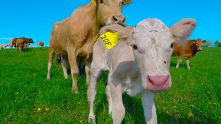 Mother cow's emotional show of gratitude after stranger helps her baby