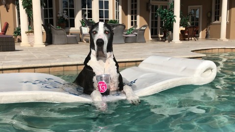 Cool Great Danes Love Dipping and Sipping in the Pool