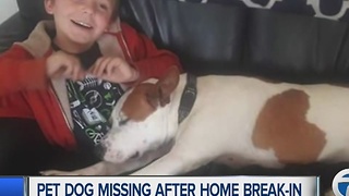 Pet dog missing after home invasion