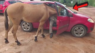 VEJA O QUE ESSE BURRO FEZ!😱 QUASE ENTROU DENTRO DO CARRO