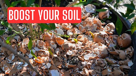 Harness the Power of Eggshells: Boost Your Soil and Plant Health