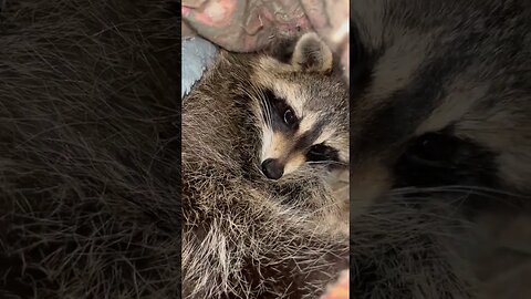 #raccoons #raccoon #viral #fyp #shorts #short #reels #reel #funny #nature #funnymoments #funnyracoon