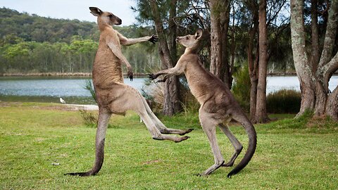 Amazing Wallaby Fight on the beach of Cape Hillsborough Australia