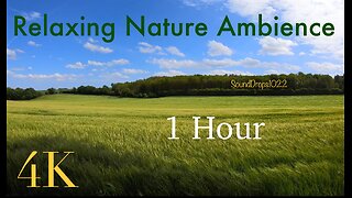 1 Hour of Peace: Grass Field Ambience