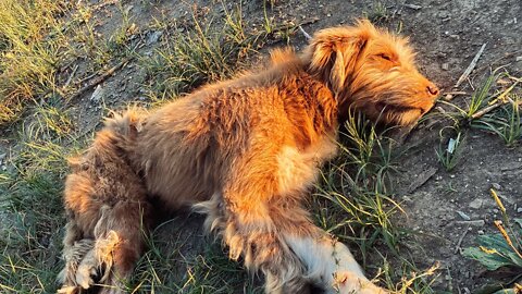 🇷🇴 It is SO SAD // Stray Dog George // Vanlife Romania