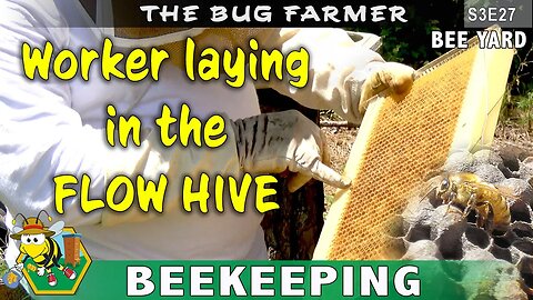 Flow Hive Laying Worker - It is happening again but I may have caught it just in time.